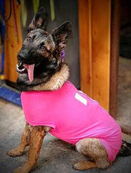 IRISH -  Belgian Shepherd Malinois and German Shepherd Dog Dog for Adoption in Yakima, Washington - IRISH | PetCurious