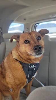 Shepherd Dogs Available for Adoption in Durango, Colorado - Cricket | PetCurious