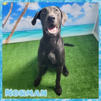 Rescue Weimaraner Dogs for Adoption in Daingerfield, Texas - Norman | PetCurious