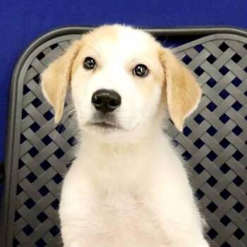 Dakota -  Great Pyrenees Dog for Adoption in Fort Davis, Texas - Dakota | PetCurious