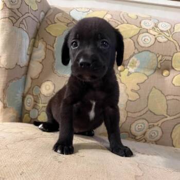 Cindy-Lou -  Mixed Breed Dog for Adoption in Fredericksburg, Virginia - Cindy-Lou | PetCurious