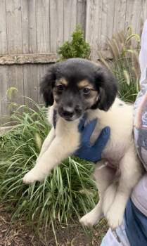 Sheph -  Australian Shepherd Dog for Adoption in Bull Valley, Illinois - Sheph | PetCurious