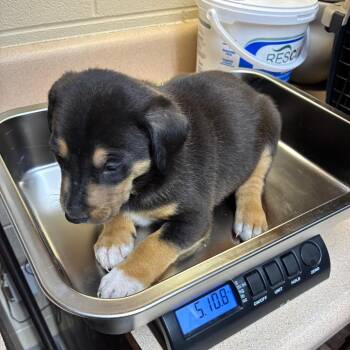 Groot -  Australian Cattle Dog Blue Heeler Dog for Adoption - Groot | PetCurious