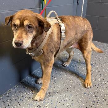 Stella -  Shepherd and Mixed Breed Dog for Adoption in Tuscaloosa, Alabama - Stella | PetCurious
