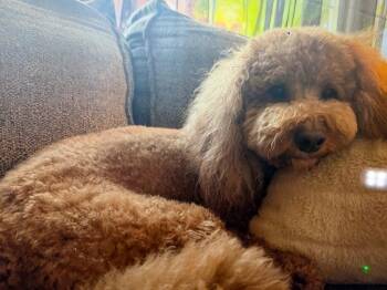 Cooper -  Poodle and Labrador Retriever Dog for Adoption in Battle Ground, Washington - Cooper | PetCurious