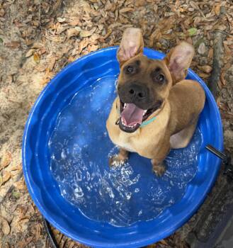 Annie -  Belgian Shepherd Malinois Dog for Adoption in Darien, Georgia - Annie | PetCurious