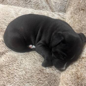 Pit Bull Terrier Dogs Available for Adoption in Austin, Texas - Oreo | PetCurious