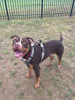 Rescue Rottweiler Dogs for Adoption in West Jefferson, Ohio - Brock | PetCurious