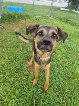 Reuben -  Mixed Breed Dog for Adoption in Moundsville, West Virginia - Reuben | PetCurious