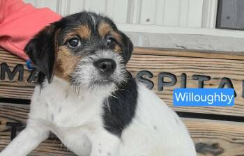Beagle and Poodle Dogs Available for Adoption in Saint Clairsville, Ohio - Willoughby | PetCurious