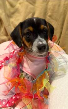 Swirl -  Beagle and Australian Cattle Dog Blue Heeler Dog for Adoption in Dunmore, Pennsylvania - Swirl | PetCurious