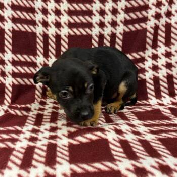 Terrier Dogs Available for Adoption - Fawn | PetCurious