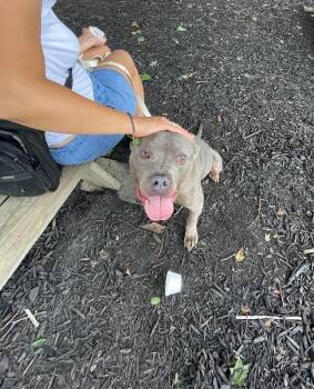 Corndog -  Mixed Breed Dog for Adoption in Cincinnati, Ohio - Corndog | PetCurious