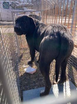 Pit Bull Terrier Dogs Available for Adoption - LARRY | PetCurious