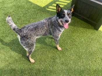 Australian Cattle Dog Blue Heeler Dogs Available for Adoption in Tustin, California - FIONA | PetCurious