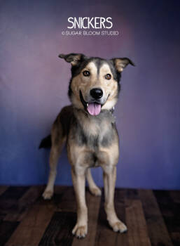 Rescue Shepherd Dogs for Adoption in Littleton, Colorado - Snickers | PetCurious