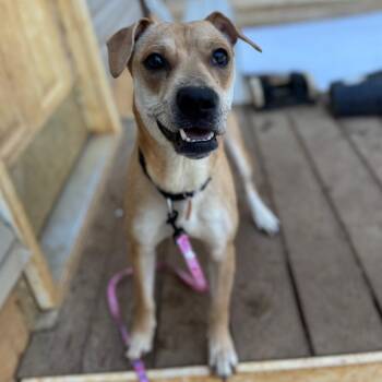 Seastar -  Mixed Breed Dog for Adoption in Fredericksburg, Virginia - Seastar | PetCurious