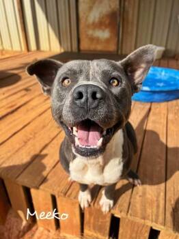 Rescue American Staffordshire Terrier Dogs for Adoption in Fairhope, Alabama - Meeko | PetCurious