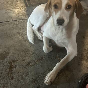 Poppy -  Pointer Dog for Adoption in Ladonia, Texas - Poppy | PetCurious