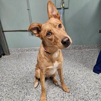 Labrador Retriever Dogs Available for Adoption - Rain | PetCurious