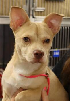 SHINE -  Mixed Breed Dog for Adoption in Columbia, South Carolina - SHINE | PetCurious