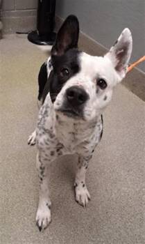 Pit Bull Terrier and Mixed Breed Dogs Available for Adoption - DOMINO | PetCurious