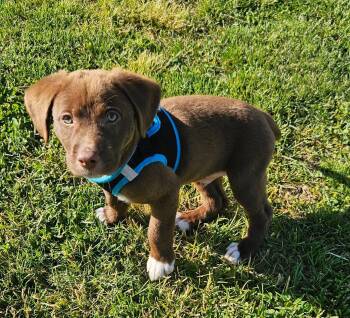 Labrador Retriever Dogs Available for Adoption in Berlin, New Jersey - Tucker | PetCurious