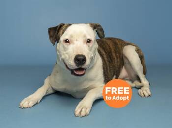 Pit Bull Terrier Dogs Available for Adoption - PRECIOUS | PetCurious