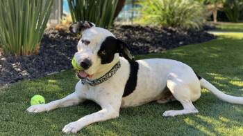 Rescue American Staffordshire Terrier Dogs for Adoption in Los Angeles, California - Joey | PetCurious