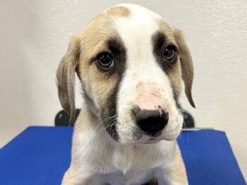 Pit Bull Terrier and Mixed Breed Dogs Available for Adoption - Walnut | PetCurious