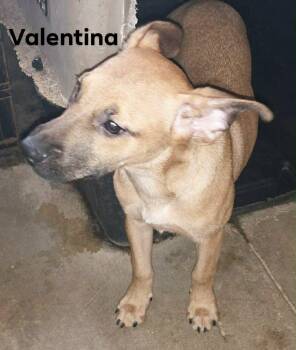 Mixed Breed Dogs Available for Adoption in Severance, Colorado - Valentina | PetCurious