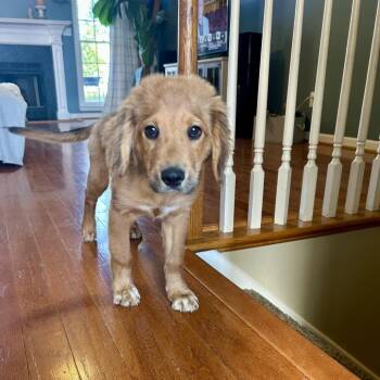 RUE -  Golden Retriever Dog for Adoption in La Grange, Kentucky - RUE | PetCurious