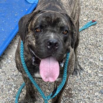 Duke -  Mastiff Dog for Adoption in Oak Park, Michigan - Duke | PetCurious