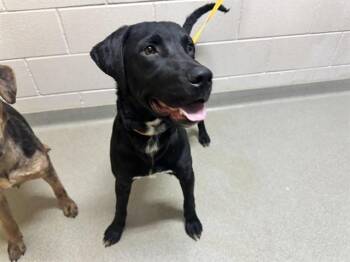 Catahoula Leopard Dog Dogs Available for Adoption - BLUEY | PetCurious