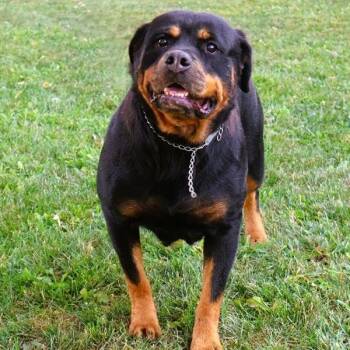 Lea -  Rottweiler Dog for Adoption in Zionsville, Indiana - Lea | PetCurious