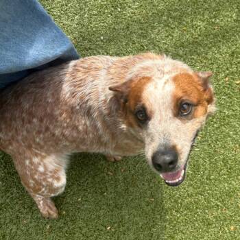 Cattle Dog Dogs Available for Adoption in Charlottesville, Virginia - Fairy Bread | PetCurious