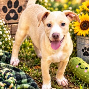 Pickles -  Labrador Retriever Dog for Adoption in Grand Junction, Colorado - Pickles | PetCurious