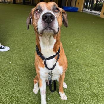 Commander -  Boxer and Mixed Breed Dog for Adoption in West Palm Beach, Florida - Commander | PetCurious