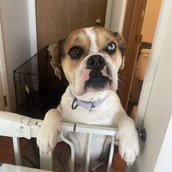 English Bulldog and Beagle Dogs Available for Adoption in Huber Heights, Ohio - Coco | PetCurious
