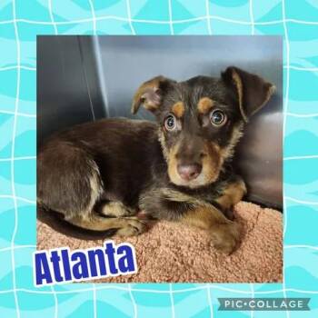 Atlanta -  Miniature Poodle and Miniature Schnauzer Dog for Adoption in Ringwood, New Jersey - Atlanta | PetCurious