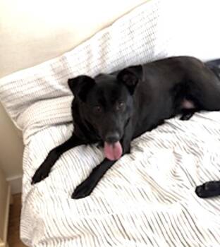 Mixed Breed Dogs Available for Adoption in Brooks, Maine - Ella And Bear | PetCurious