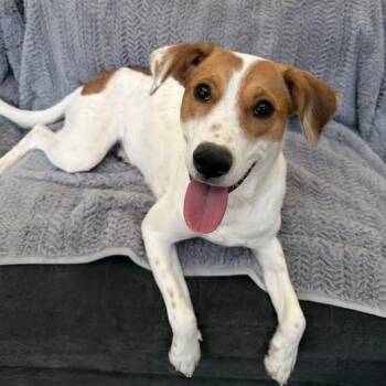 Husky Dogs Available for Adoption in Anchorage, Alaska - Mila | PetCurious