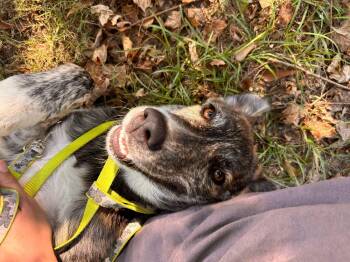 Rescue Dutch Shepherd Dogs for Adoption in Troy, Alabama - Pumpkin | PetCurious