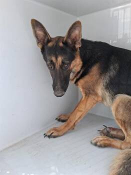 Rescue German Shepherd Dog Dogs for Adoption in Houston, Texas - A644078 | PetCurious