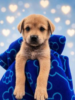 Kanelo -  Labrador Retriever Dog for Adoption in Chattanooga, Tennessee - Kanelo | PetCurious