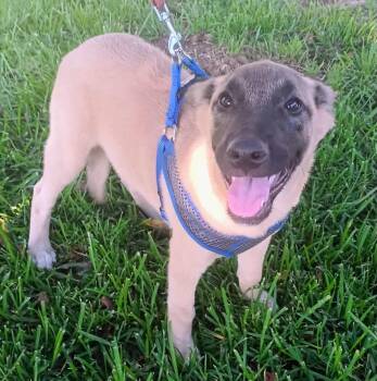 Captain -  Anatolian Shepherd Dog for Adoption in Santa Ana, California - Captain | PetCurious