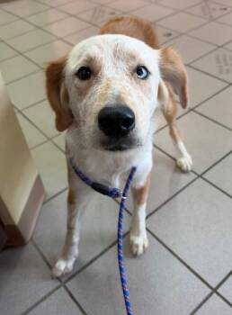 Lazzy -  Labrador Retriever and Australian Cattle Dog Blue Heeler Dog for Adoption in Little Rock, Arkansas - Lazzy | PetCurious