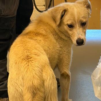 Kody -  Mixed Breed Dog for Adoption in Asheville, North Carolina - Kody | PetCurious