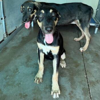 Geralda -  Shepherd and Mixed Breed Dog for Adoption in Edinburg, Texas - Geralda | PetCurious
