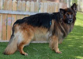 MAX -  German Shepherd Dog Dog for Adoption in West Valley City, Utah - MAX | PetCurious